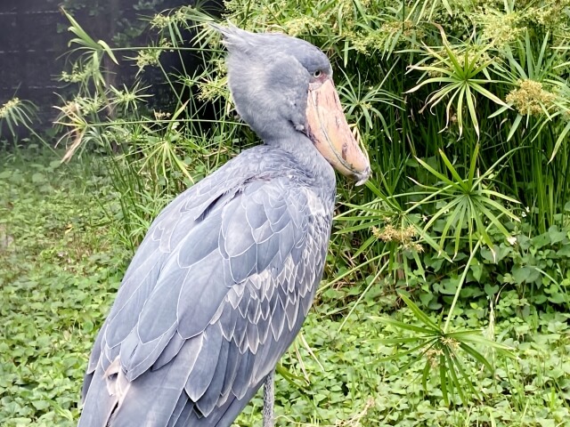 Shoebill bird at Ueno Zoo | Tokyo family itinerary nature experience