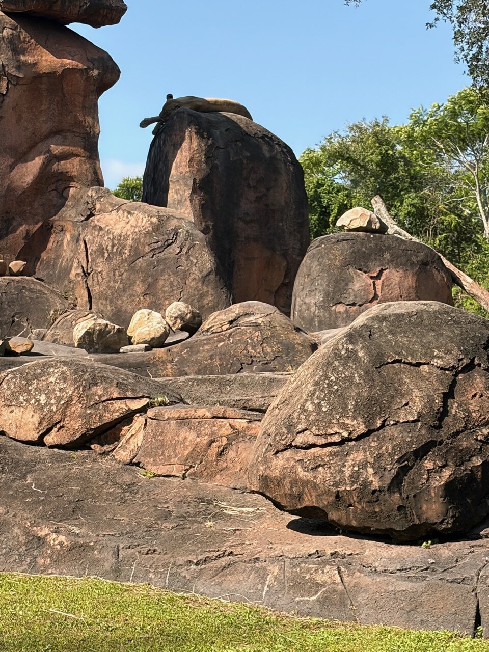 キリマンジャロ・サファリで昼寝するライオン。朝枠が取れないと動物は休憩中のことも