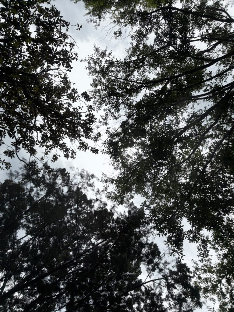 ブリザードビーチの流れるプールから見上げたフロリダの空。ヤシの木と雲が水面すれすれの目線から見える