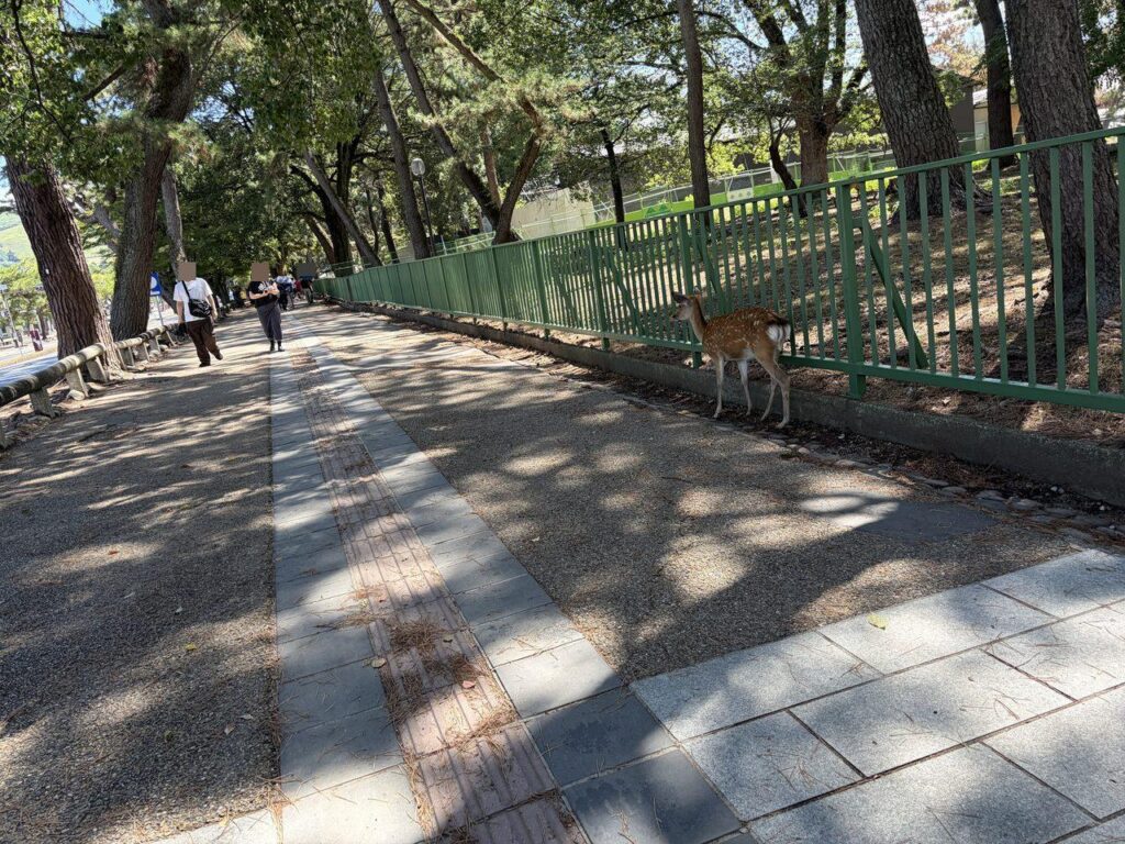奈良公園へ続く木陰の広い歩道。右手の柵のそばに鹿が1頭いる