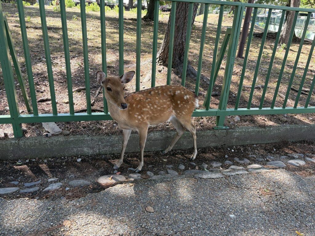 奈良公園前の道路沿いの緑の柵のそばに立っている1頭の鹿
