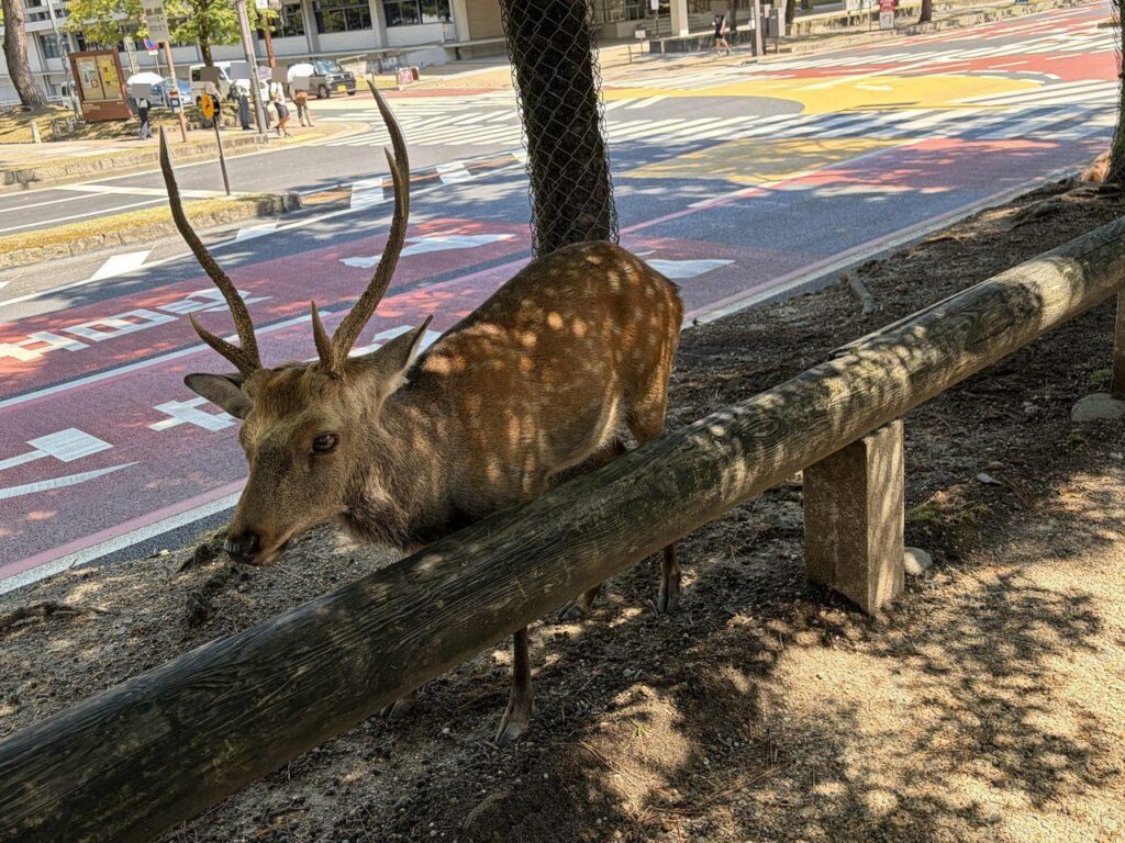 奈良公園前の道路沿いで木の柵にもたれるように休んでいる角のある鹿。奥に横断歩道が見える