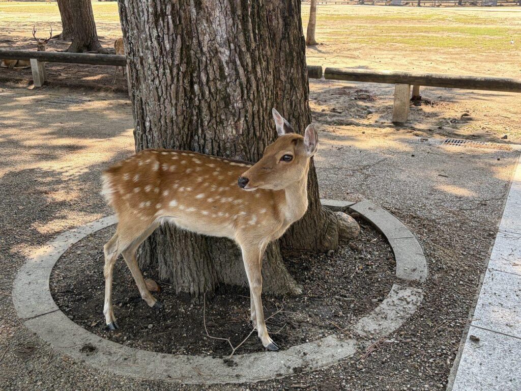 奈良公園の木の根元で日陰に立っている1頭の鹿