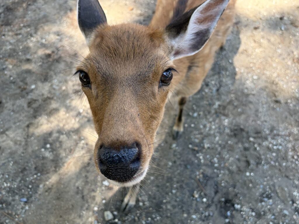奈良公園の鹿を至近距離から撮った顔のアップ。まっすぐカメラを見ている