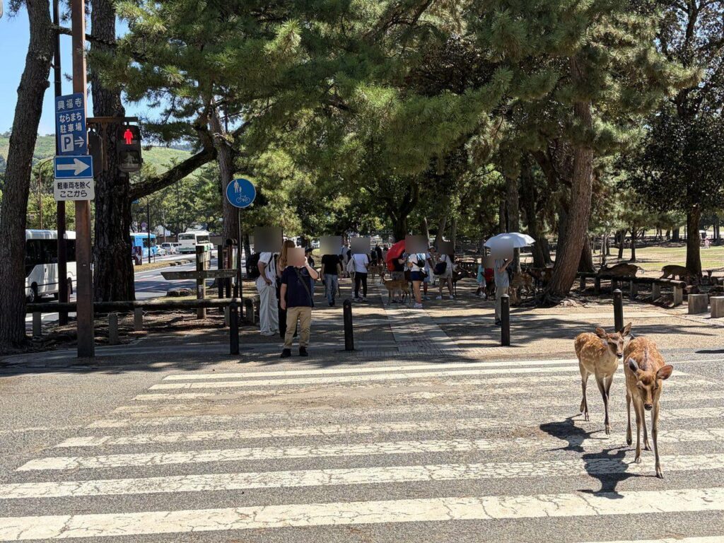 奈良公園前の横断歩道を、歩行者信号が赤のまま渡っていく2頭の鹿