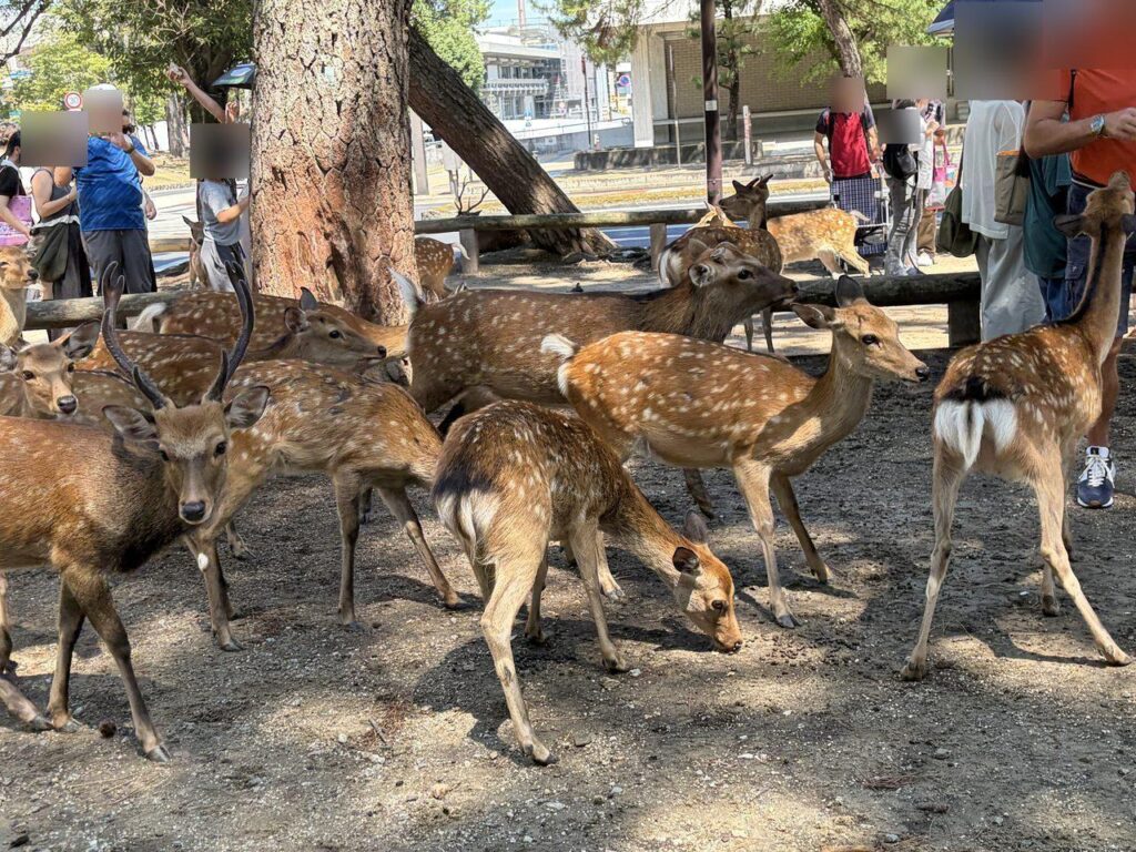奈良公園で観光客を取り囲むように群れで近づいてくる鹿たち