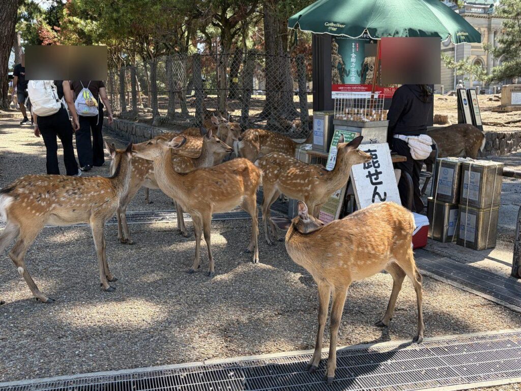 鹿せんべい売店のまわりで順番を待つように立っている鹿の群れ