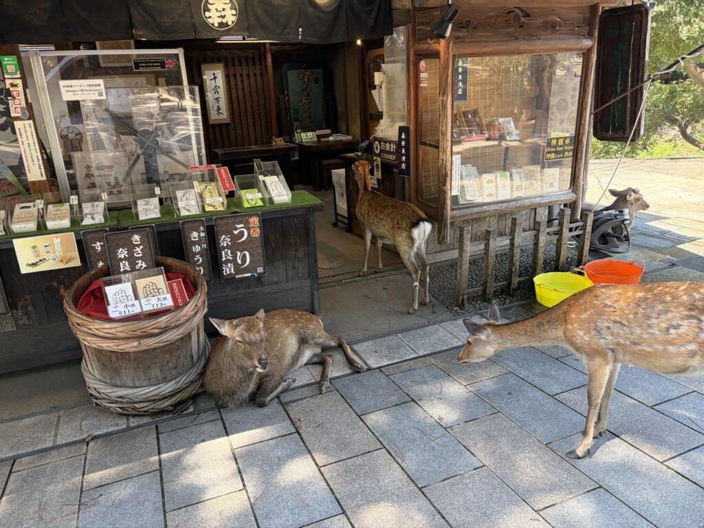 奈良公園近くのお土産店の軒先に入り込み、商品の前で座り込んでいる鹿