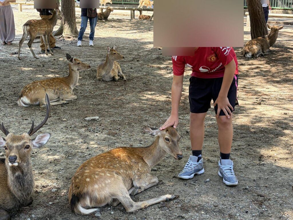 奈良公園で、地面に座っている鹿の頭をなでている子ども。まわりにも数頭の鹿が寝そべっている