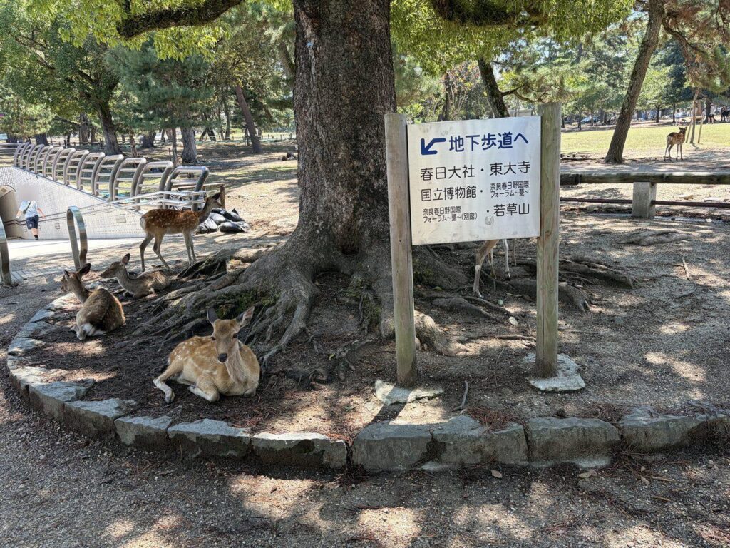 奈良公園の大きな木の根元の木陰で休む数頭の鹿と、「地下歩道へ 春日大社・東大寺・国立博物館・若草山」の案内板