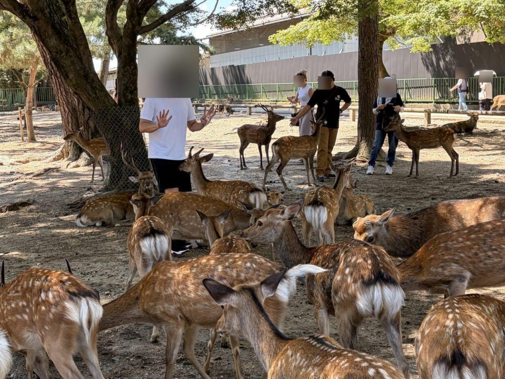 奈良公園で、鹿に向かって両手を広げて「もう持っていない」と見せている人と、その周りに集まる多数の鹿