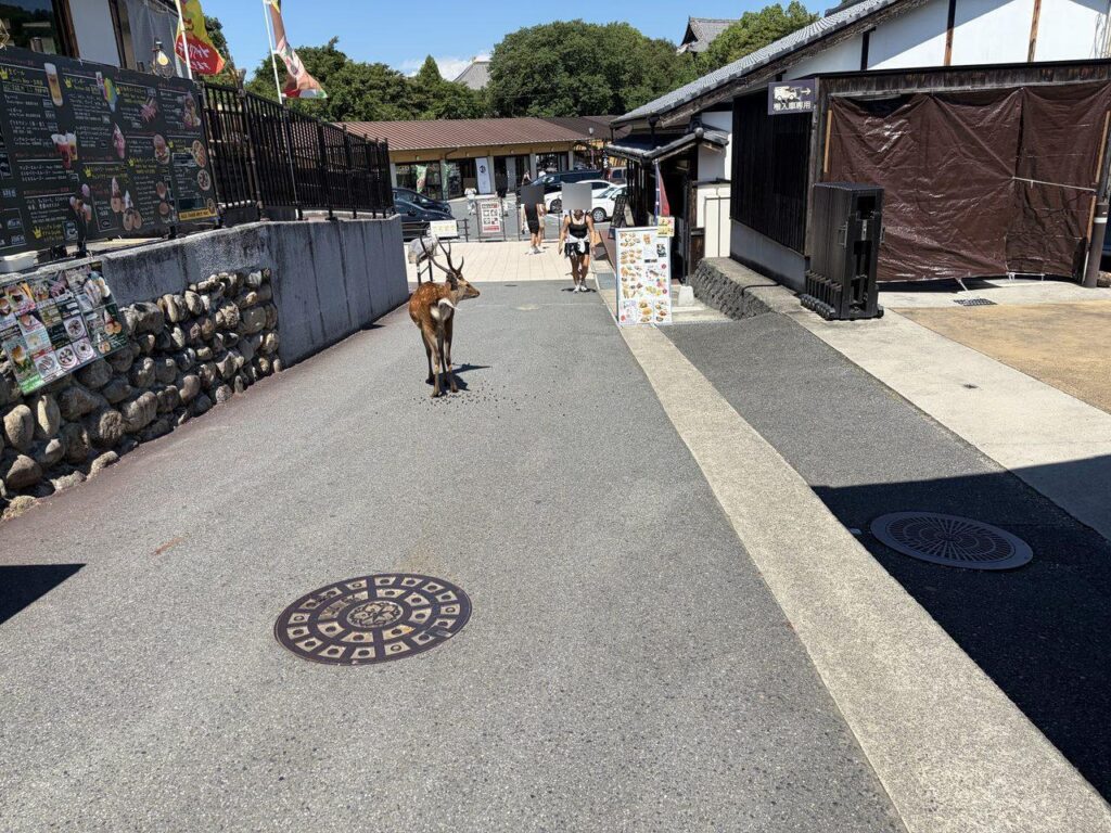 夢風ひろばの敷地内。段差のない平らな道に鹿が1頭立っている